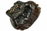 Fossil Nodosaur Tooth - Judith River Formation #313281-1